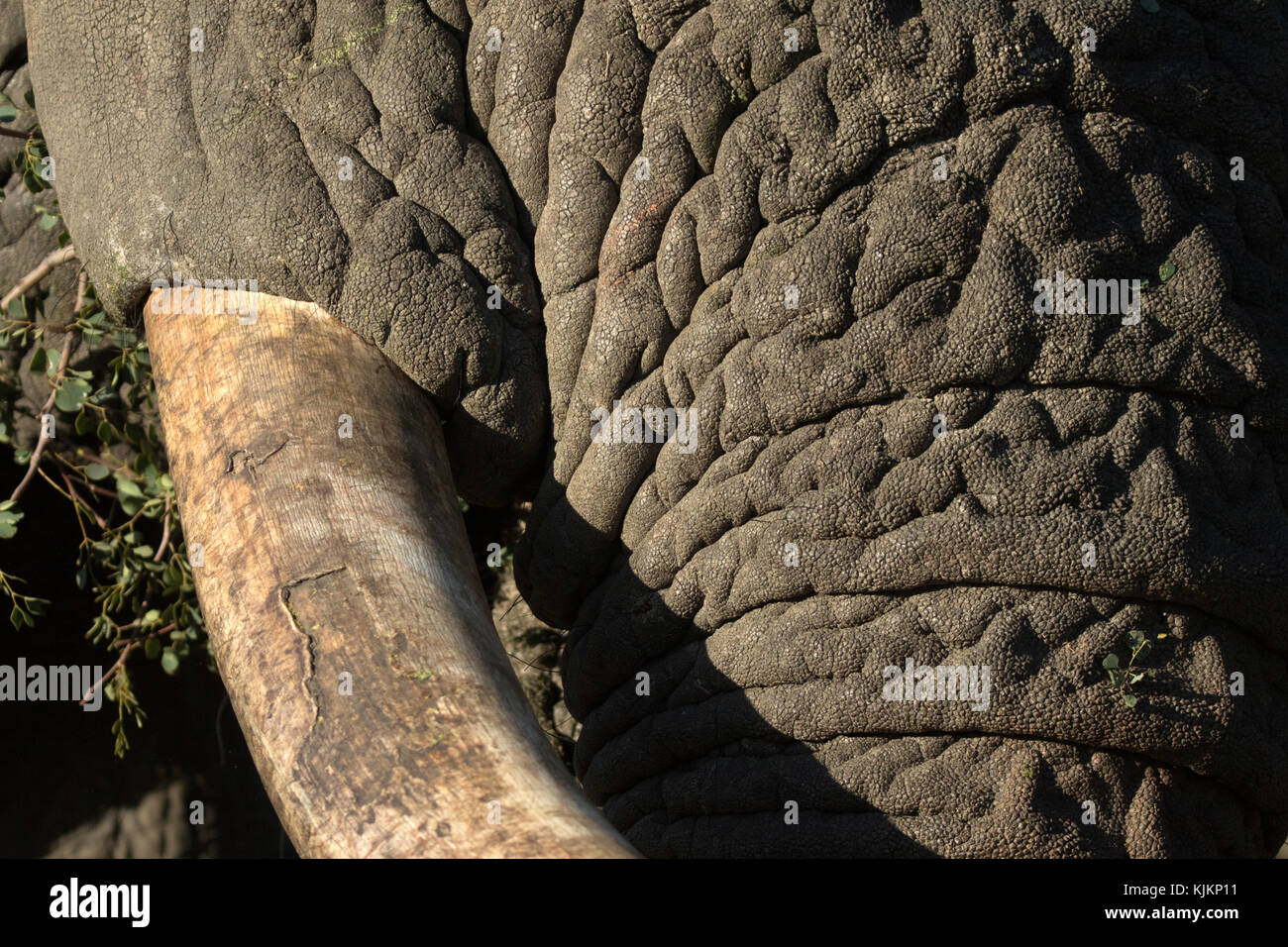 Krüger National Park. Afrikanischer Elefant (Loxodonta africana). Nahaufnahme der Stamm und die Stosszähne. Südafrika. Stockfoto