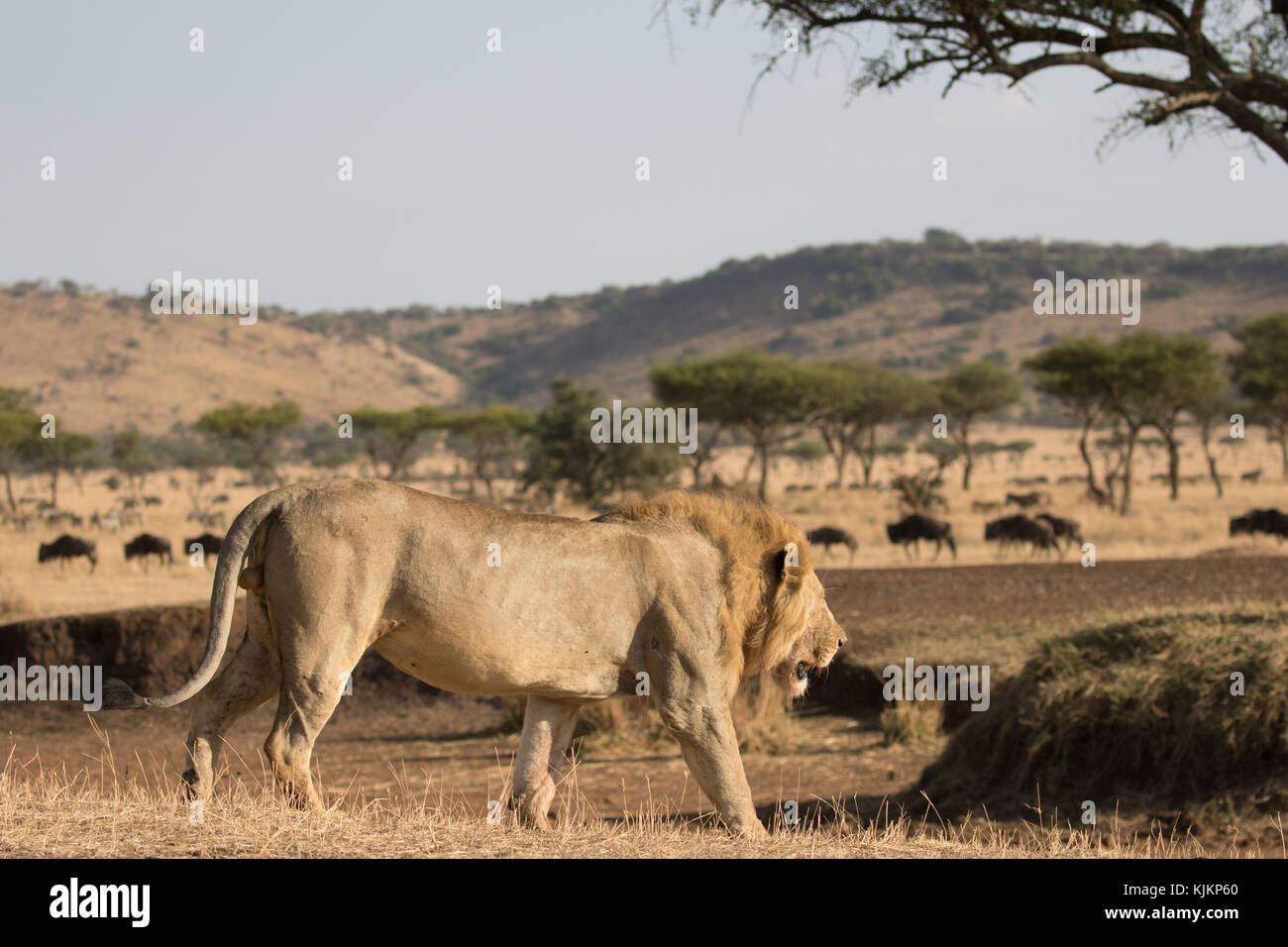 Serengeti National Park. Afrikanischer Löwe (Panthera leo). Tansania. Stockfoto