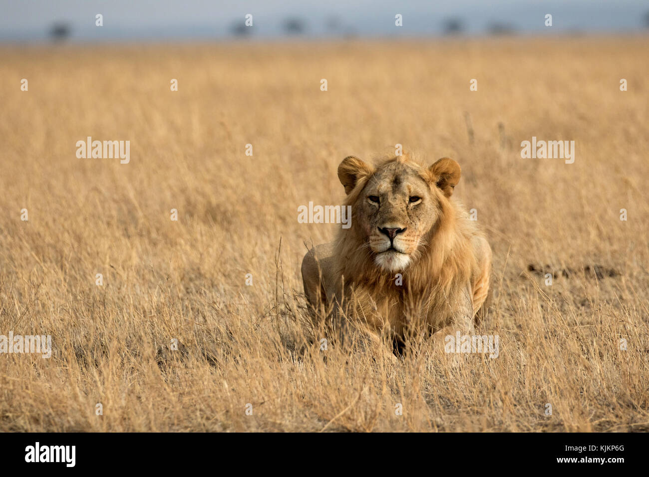 Serengeti National Park. Afrikanischer Löwe (Panthera leo). Tansania. Stockfoto