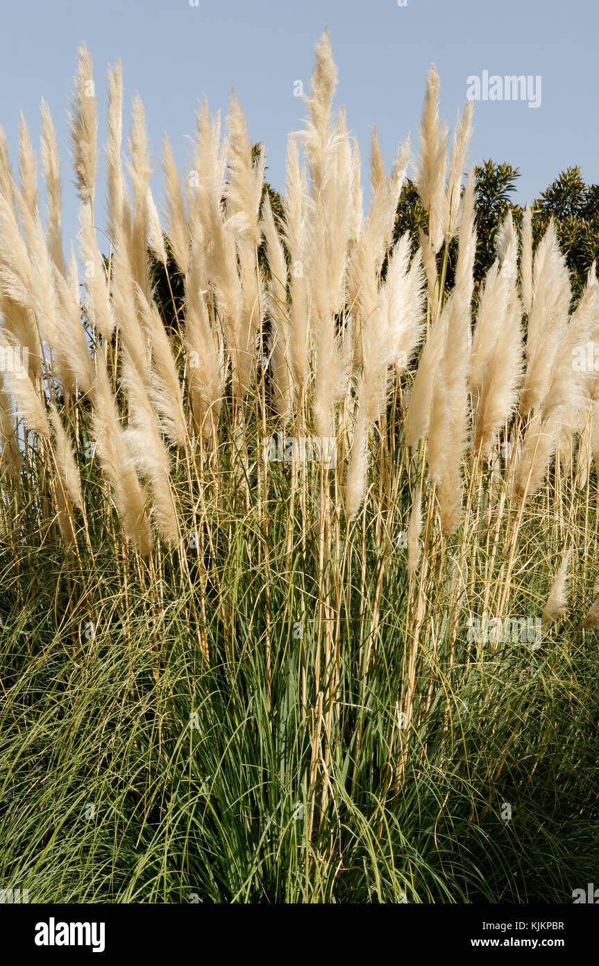 Pampas Gras Gräser Cortaderia selloana Stockfoto