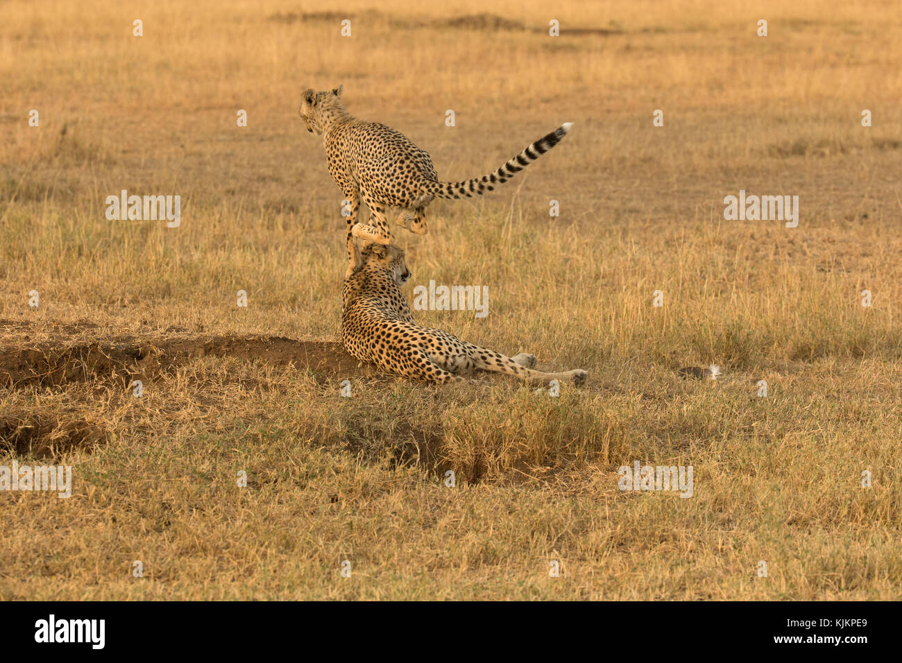 Serengeti National Park. Gepard (Acinonyx jubatus) springen. Tansania. Stockfoto