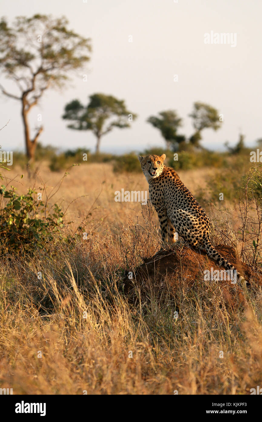 Krüger National Park. Lower Sabie. Gepard (Acinonyx jubatus) in der Savanne. Südafrika. Stockfoto