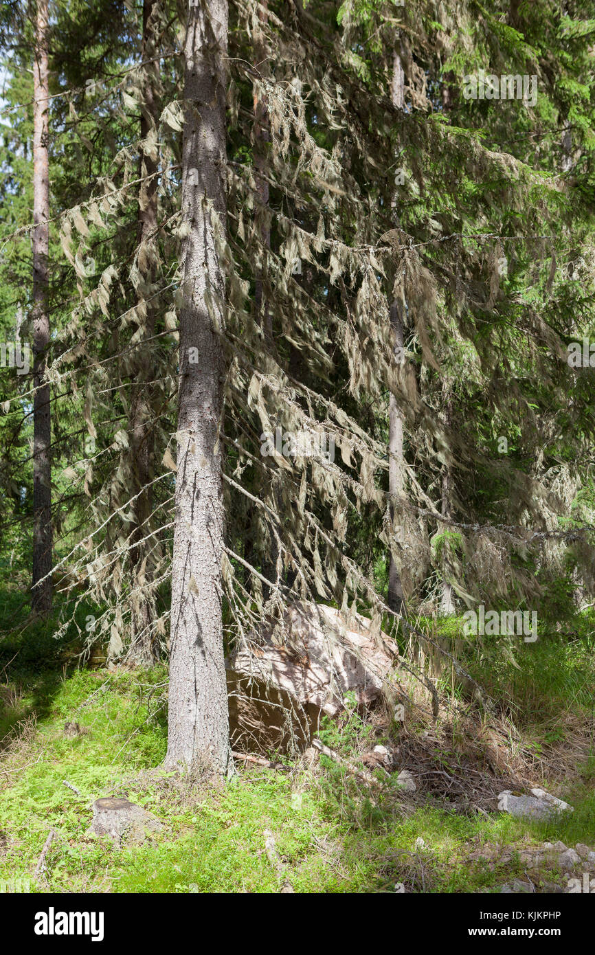 Bart Moos hängen in Fichte Stockfoto