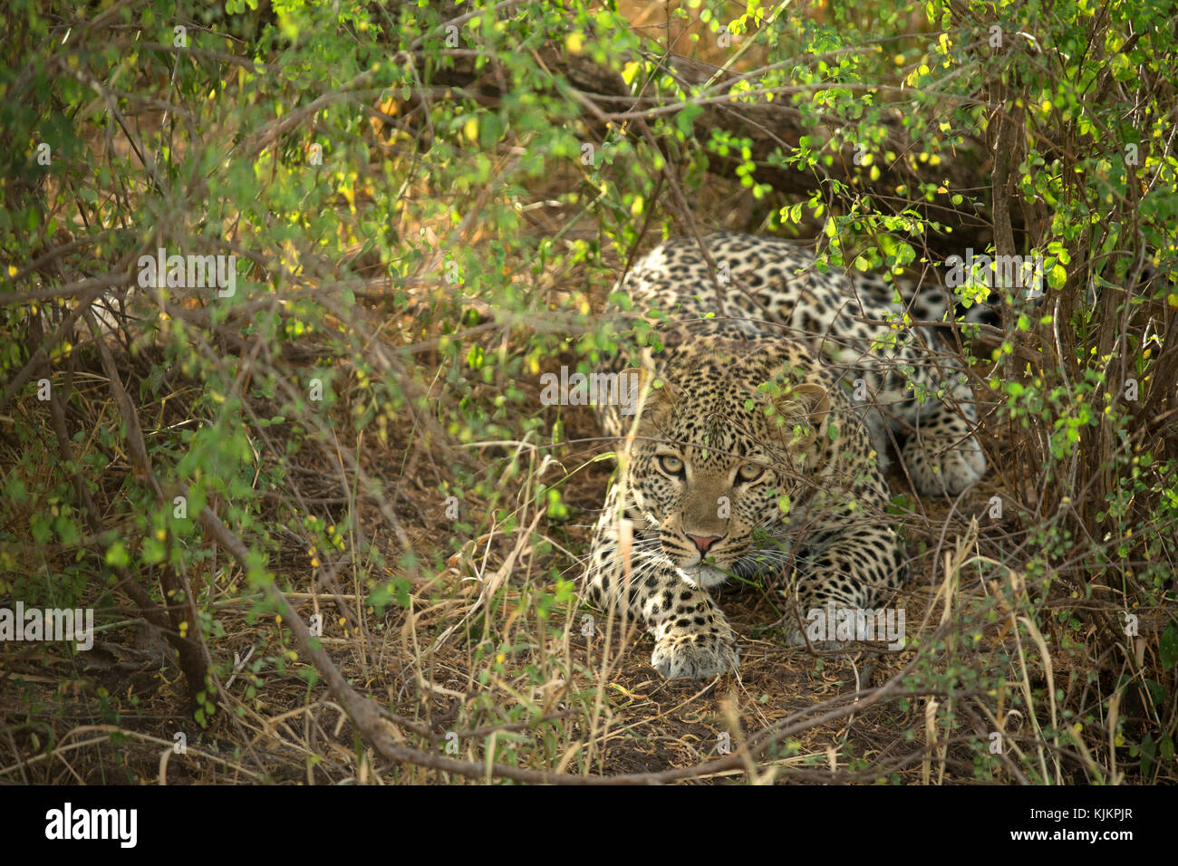 Serengeti National Park. Leopard (Panthera pardus). Tansania. Stockfoto
