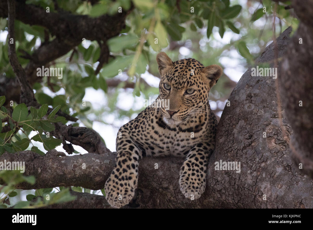 Serengeti National Park. Leopard (Panthera pardus) auf einem Zweig eines Baumes. Tansania. Stockfoto
