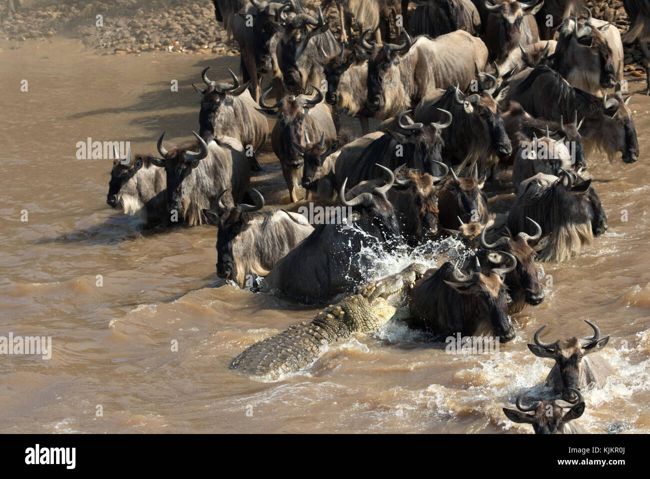 Masai Mara National Reserve. Herde von Migration der Gnus (connochaetes Taurinus) Kreuzung Mara River. Kenia. Stockfoto