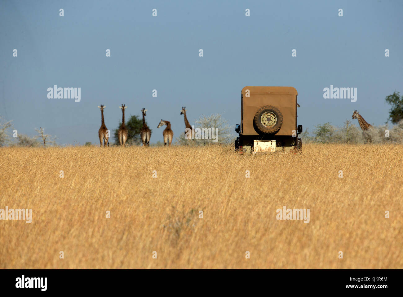 Serengeti National Park. Gruppe von Giraffen (Giraffa Camelopardalis) in Savanne mit Safari Fahrzeug. Tansania. Stockfoto