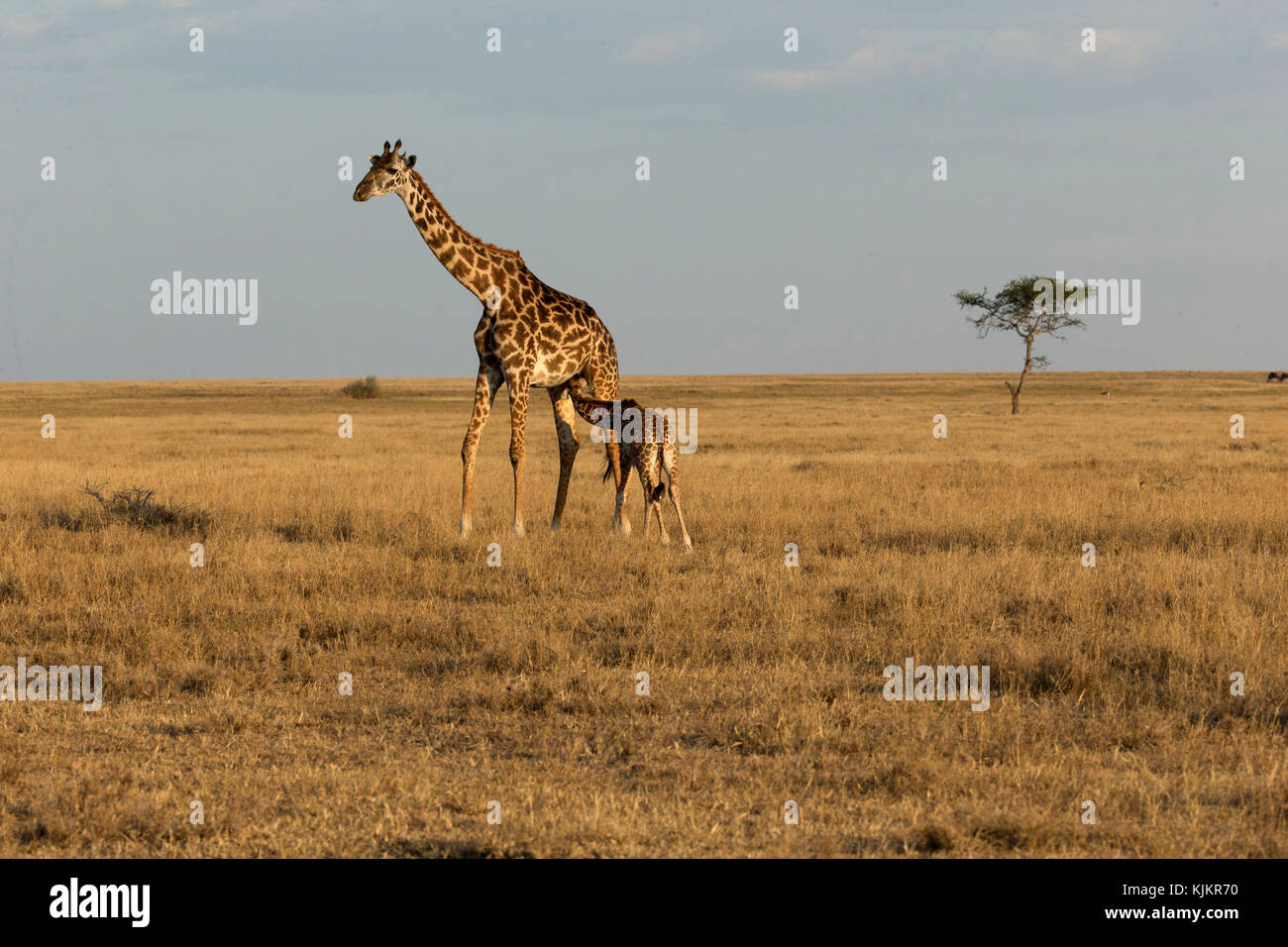 Serengeti National Park. Junge Giraffe und Mutter ((Giraffa Camelopardalis). Tansania. Stockfoto