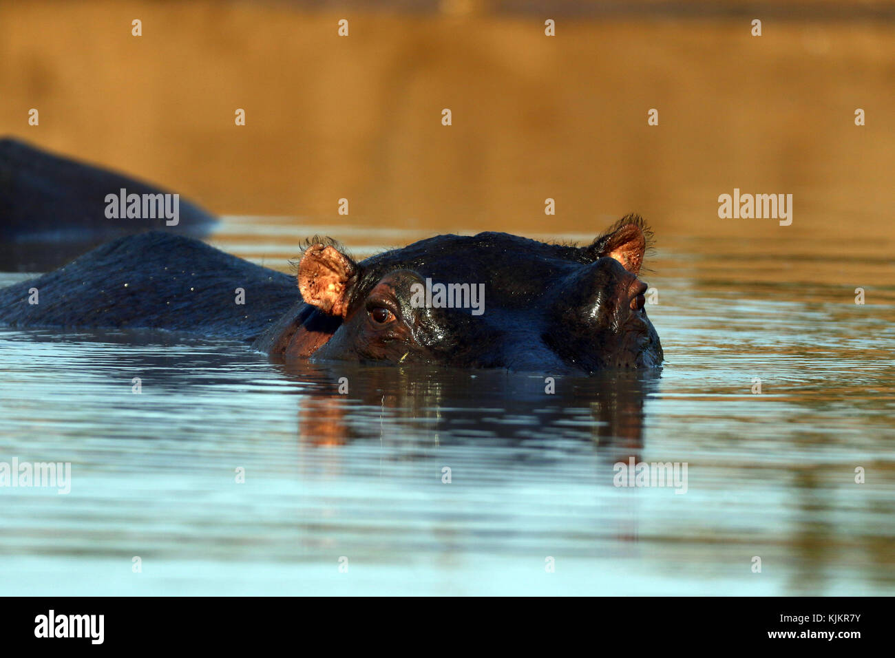 Krüger National Park. Hippopotamus Emersed in Wasser. Südafrika. Stockfoto