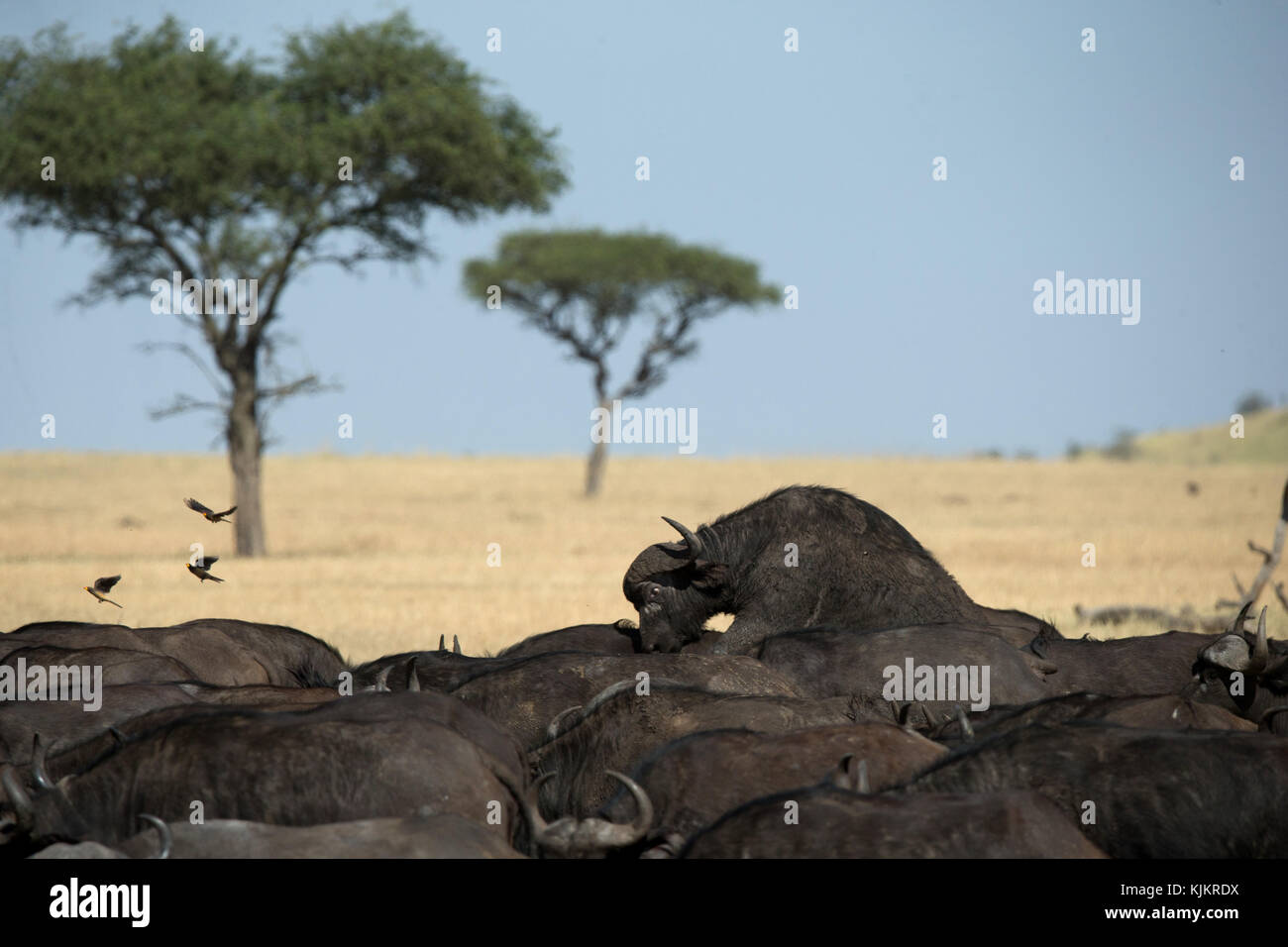 Serengeti National Park. Die afrikanischen Büffel. Tansania. Stockfoto