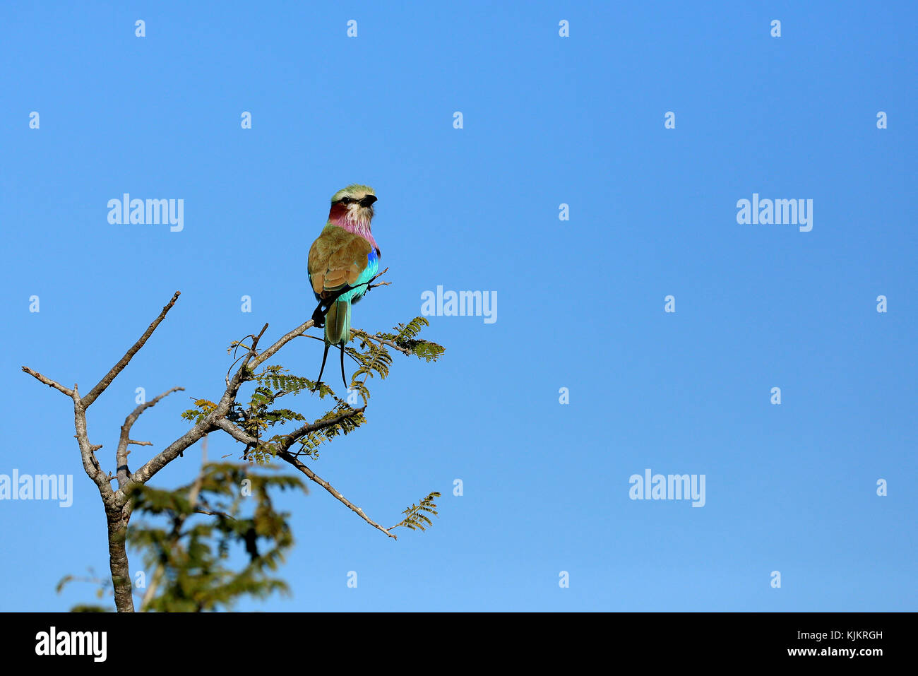 Krüger National Park. Lower Sabie. Ein lilac-breasted Roller (Coracias caudatus). Südafrika. Stockfoto