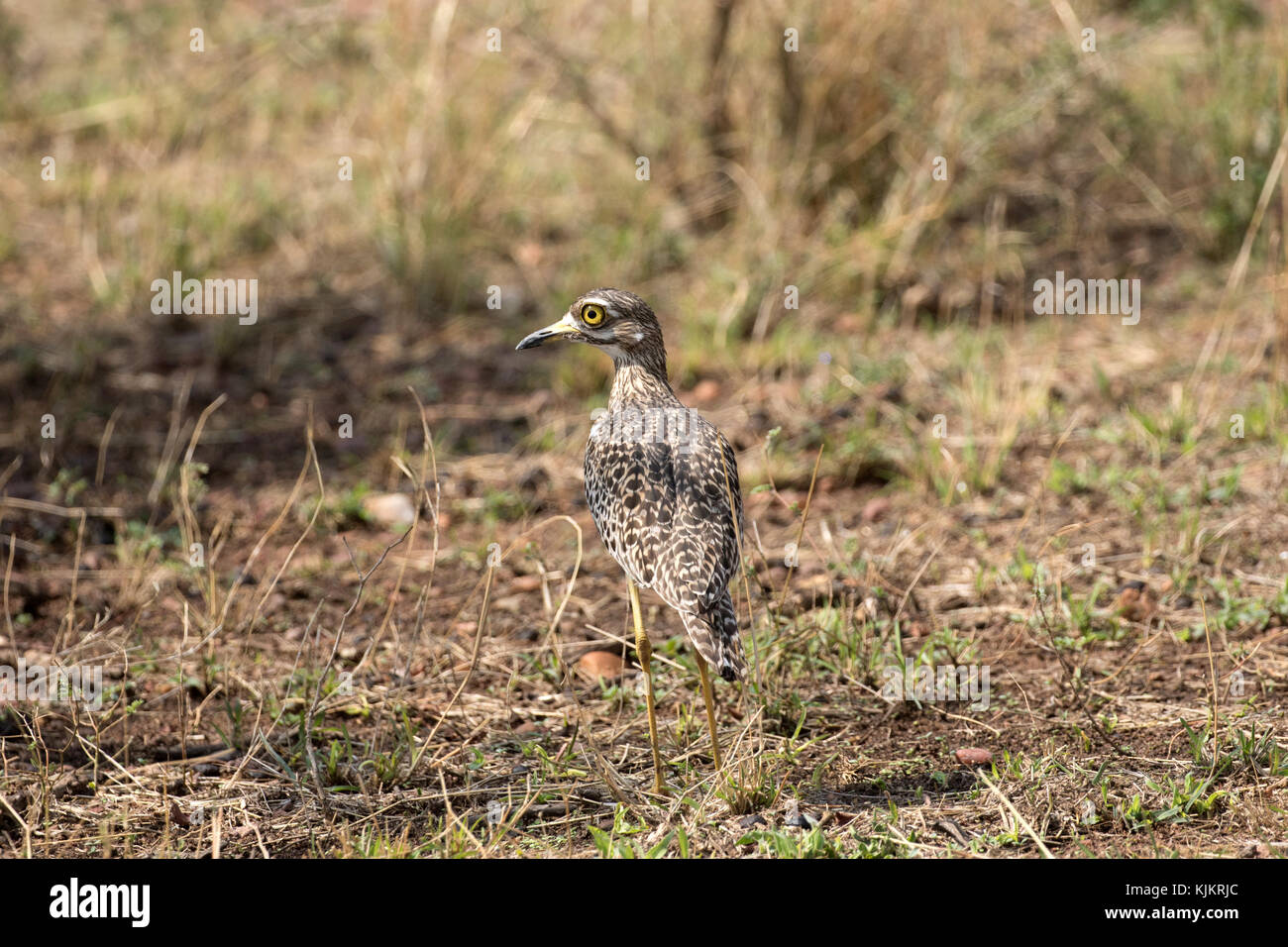 Serengeti Nationalpark. Tansania. Stockfoto