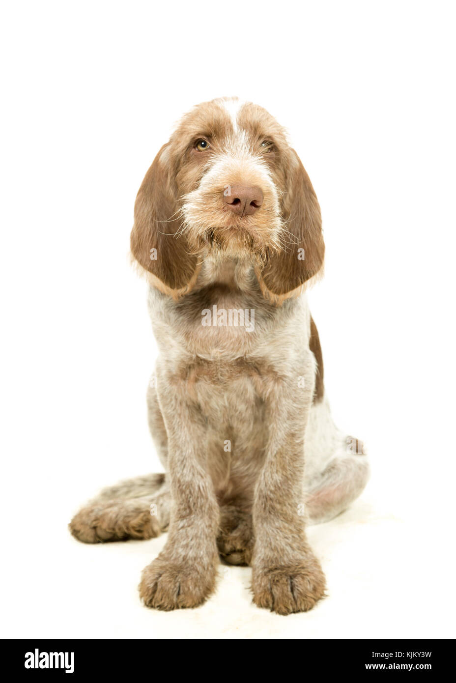 Italienische spinone Welpe Braun & Weiß auf weißem Hintergrund Stockfoto