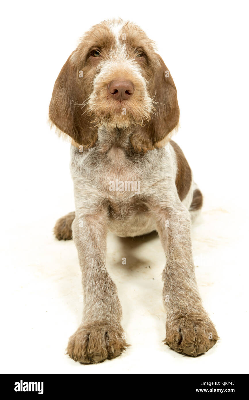 Italienische spinone Welpe Braun & Weiß auf weißem Hintergrund Stockfoto