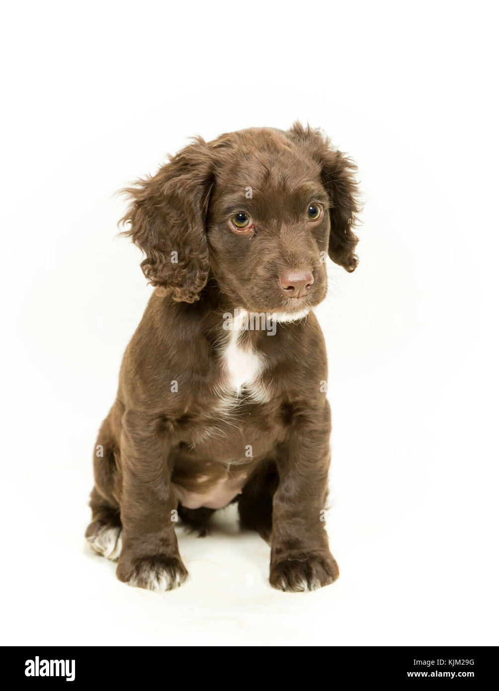 Working Cocker Spaniel Welpen auf weißem Hintergrund Stockfoto