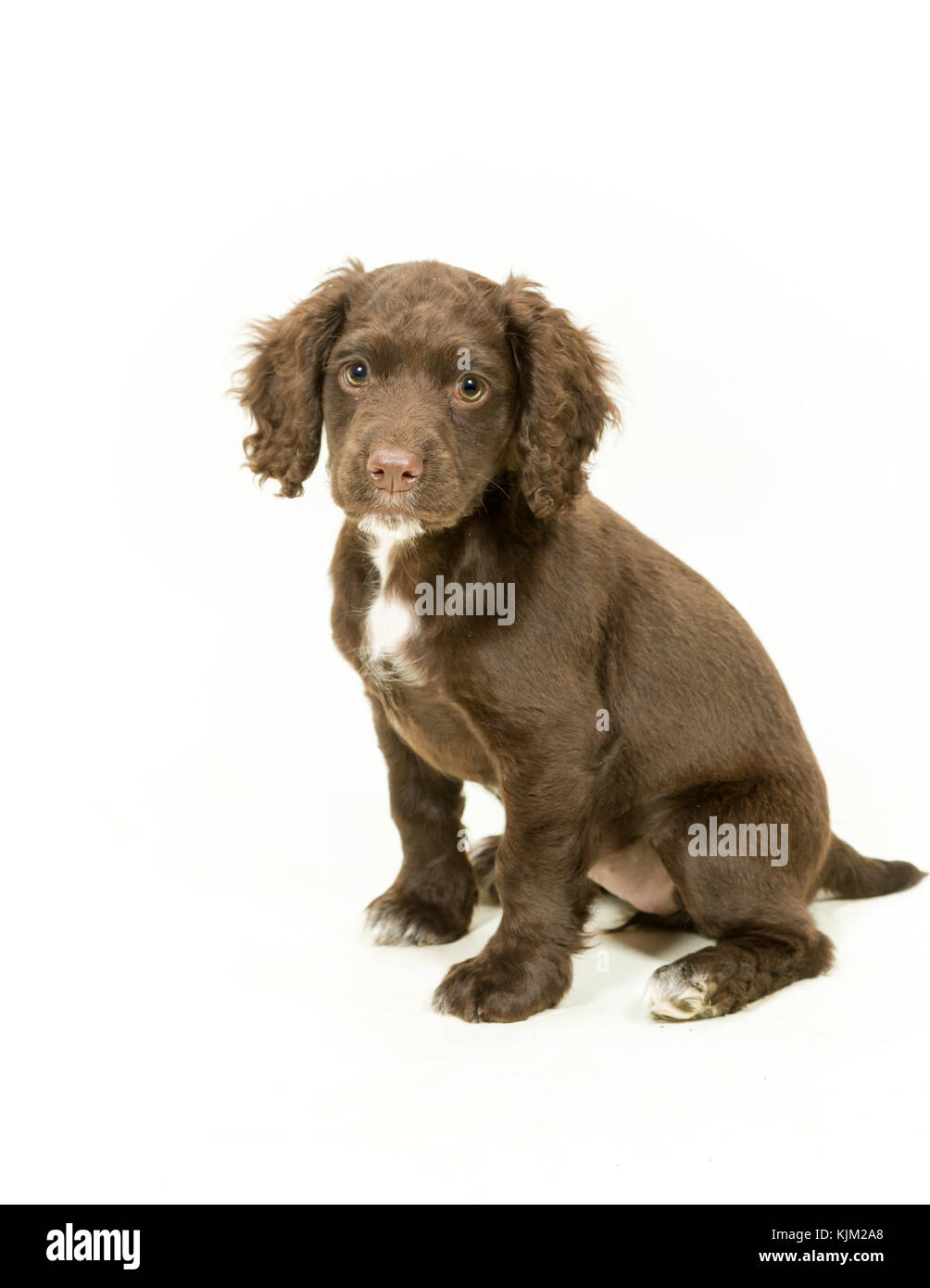 Working Cocker Spaniel Welpen auf weißem Hintergrund Stockfoto