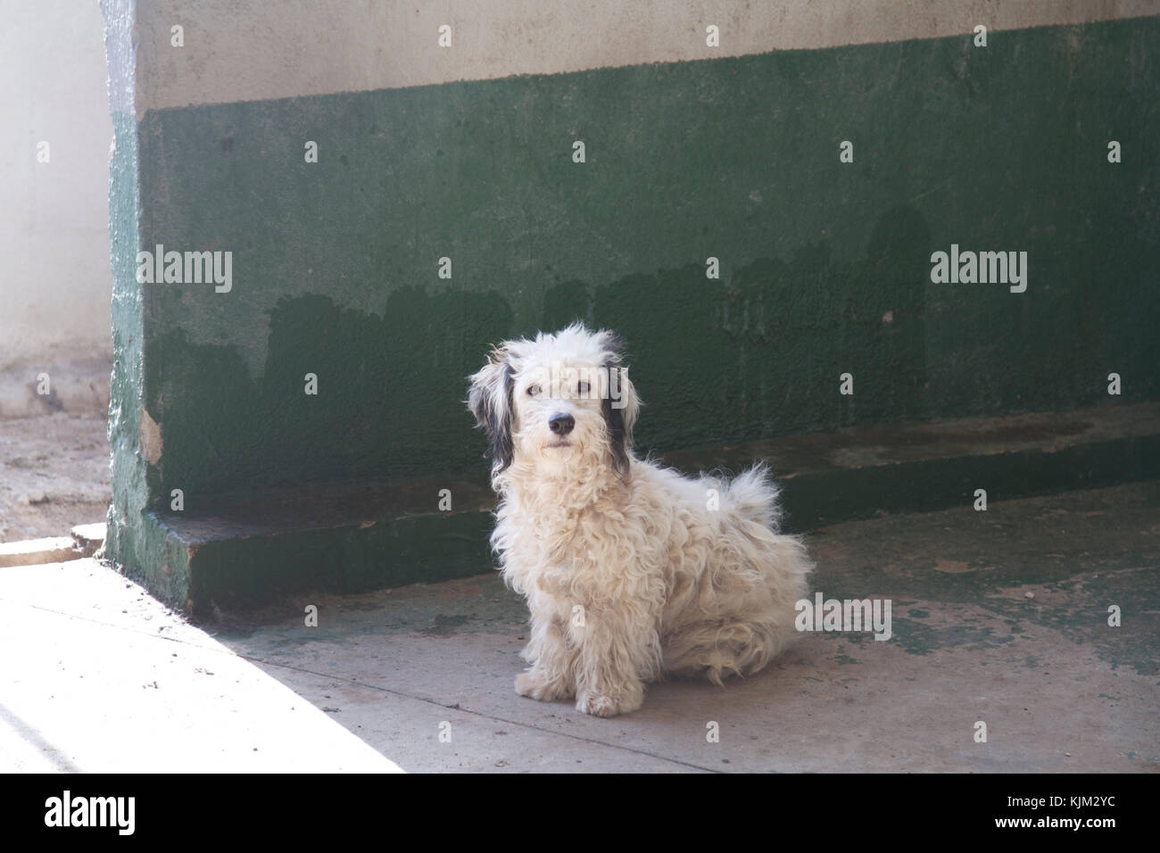 Schutzhund wartet im Tierheim auf Adoptivbeschasich. Foto von Nikki Attree Stockfoto