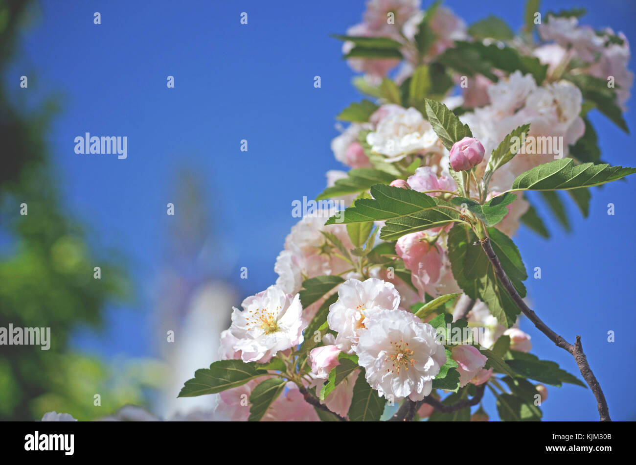 Pink apple Blüten und Knospen unter strahlend blauem Himmel im Frühjahr. Kopieren Sie Platz für Text. Stockfoto