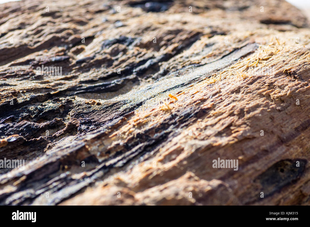 In der Nähe von Holz nach einem langen Aufenthalt im Meer am Strand Stockfoto