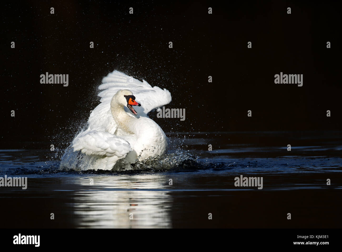 Höckerschwan (Cygnus olor) Baden in einem See im Naturschutzgebiet moenchbruch in der Nähe von Frankfurt, Deutschland. Stockfoto