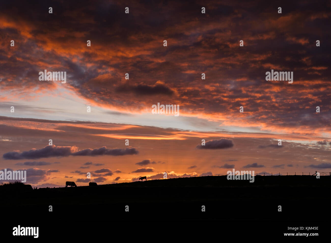 Kuh wurde vor einem walisischen Sonnenaufgang silhouettiert. Stockfoto