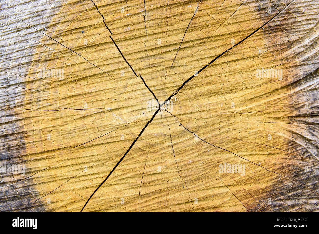 Für einen Schnitt Baumstamm zeigt die konzentrischen Ringe schließen, die radialen Strahlen und Spalten des Holzes. Stockfoto