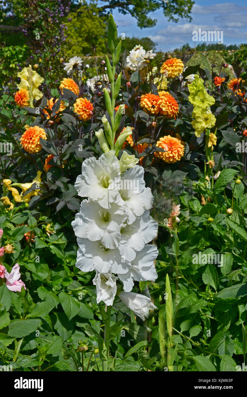 Nahaufnahme der Blüte Gladiolen 'Weiße Göttin' in einem Garten Blume Grenze Stockfoto