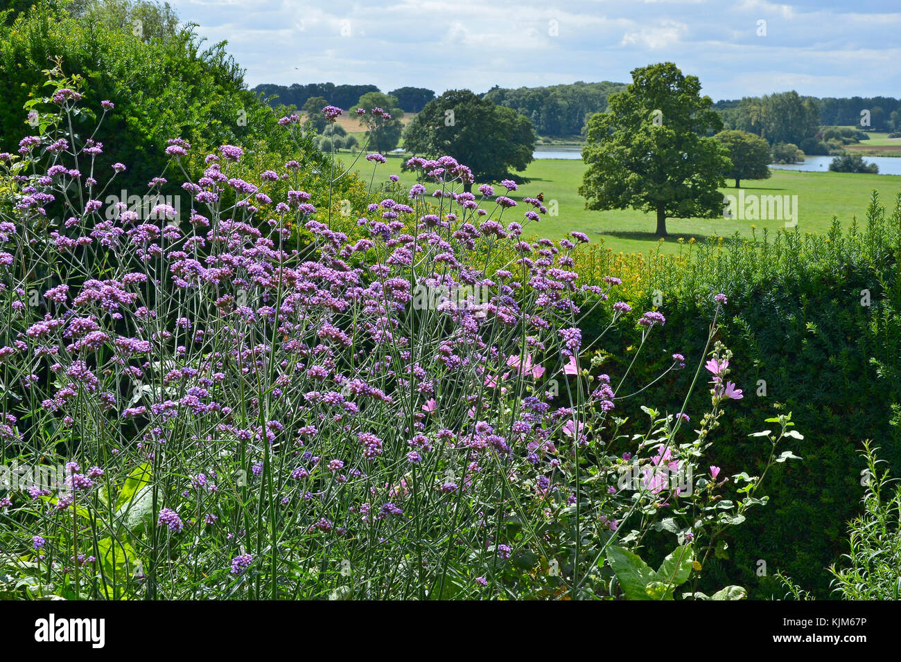 Ein Blick durch die Verbena bonariensis, die offene Parklandschaft eines Landhauses Stockfoto