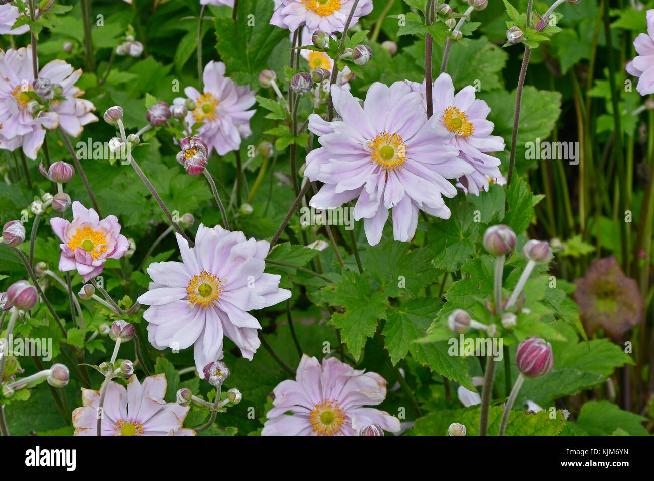Garten der anemonen Fotos und Bildmaterial in hoher Auflösung Alamy