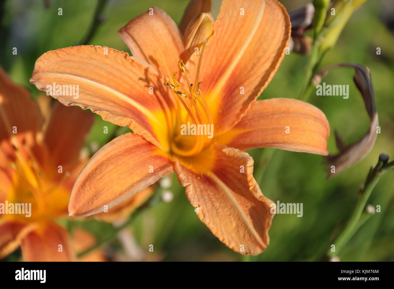 Lonely orange Lilium im grünen Gras Stockfoto