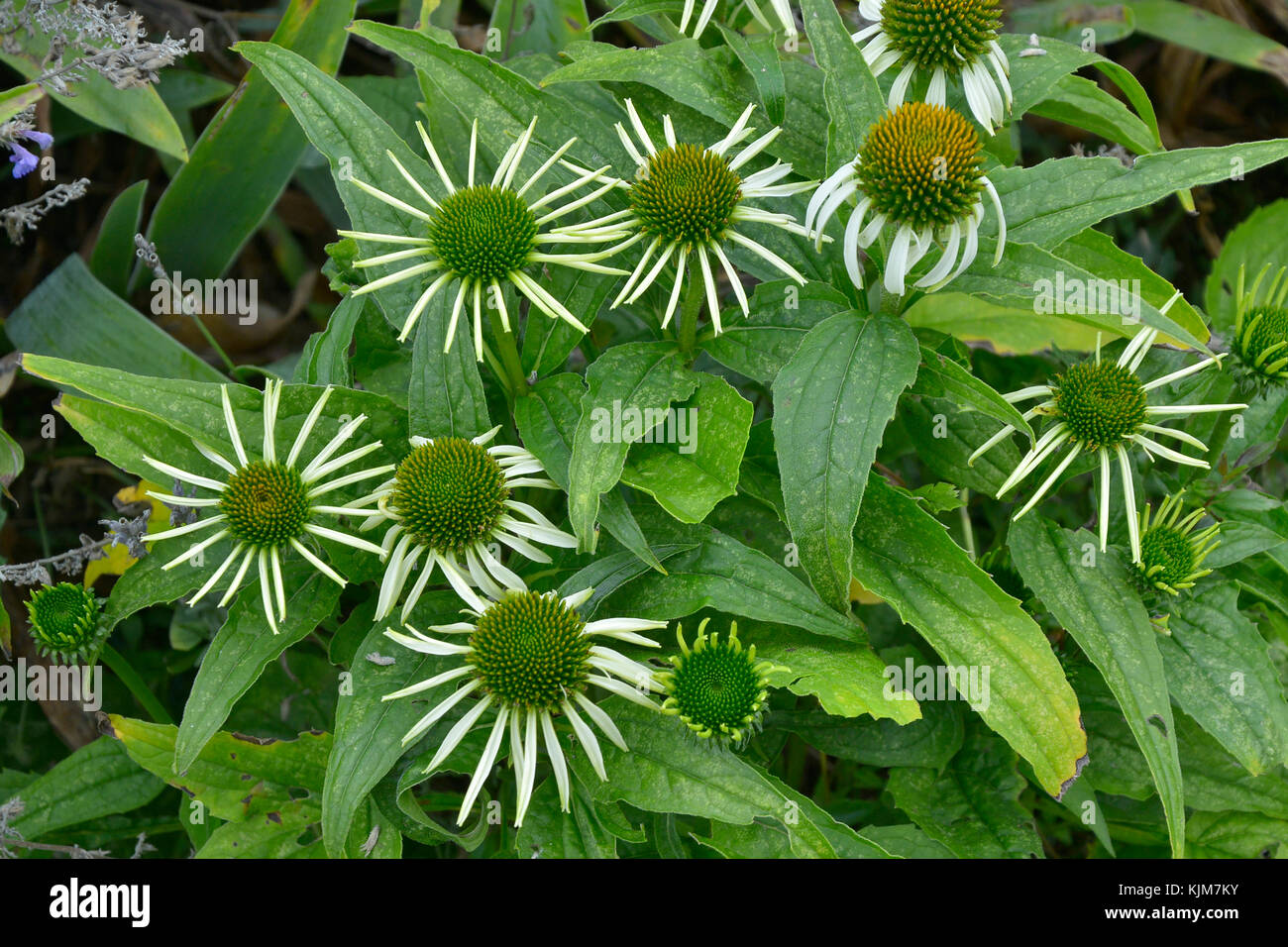 Nahaufnahme der Echinacea 'Green Envy' in agarden Blume Grenze Stockfoto