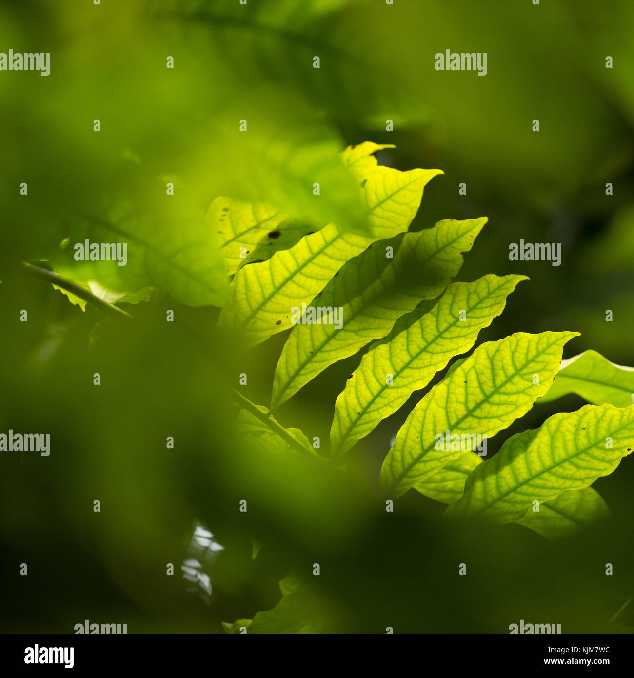 Sonnenlicht strahlt durch tropische Blätter von monodora Baum Stockfoto