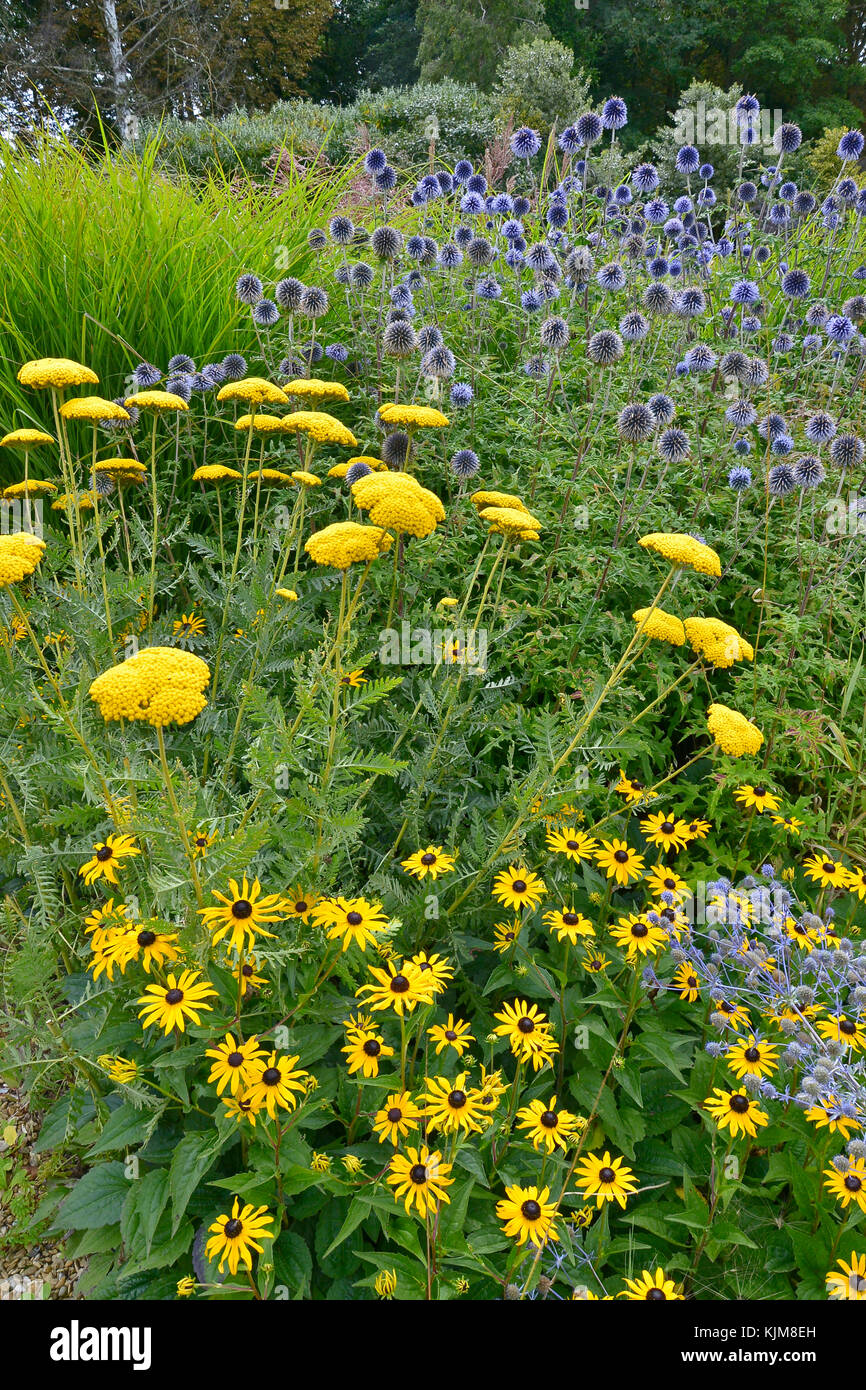Eine Blume, die Grenze mit Gräsern. achillea, rubeckia und Globus Thistle in einem Cottage Garden Stockfoto