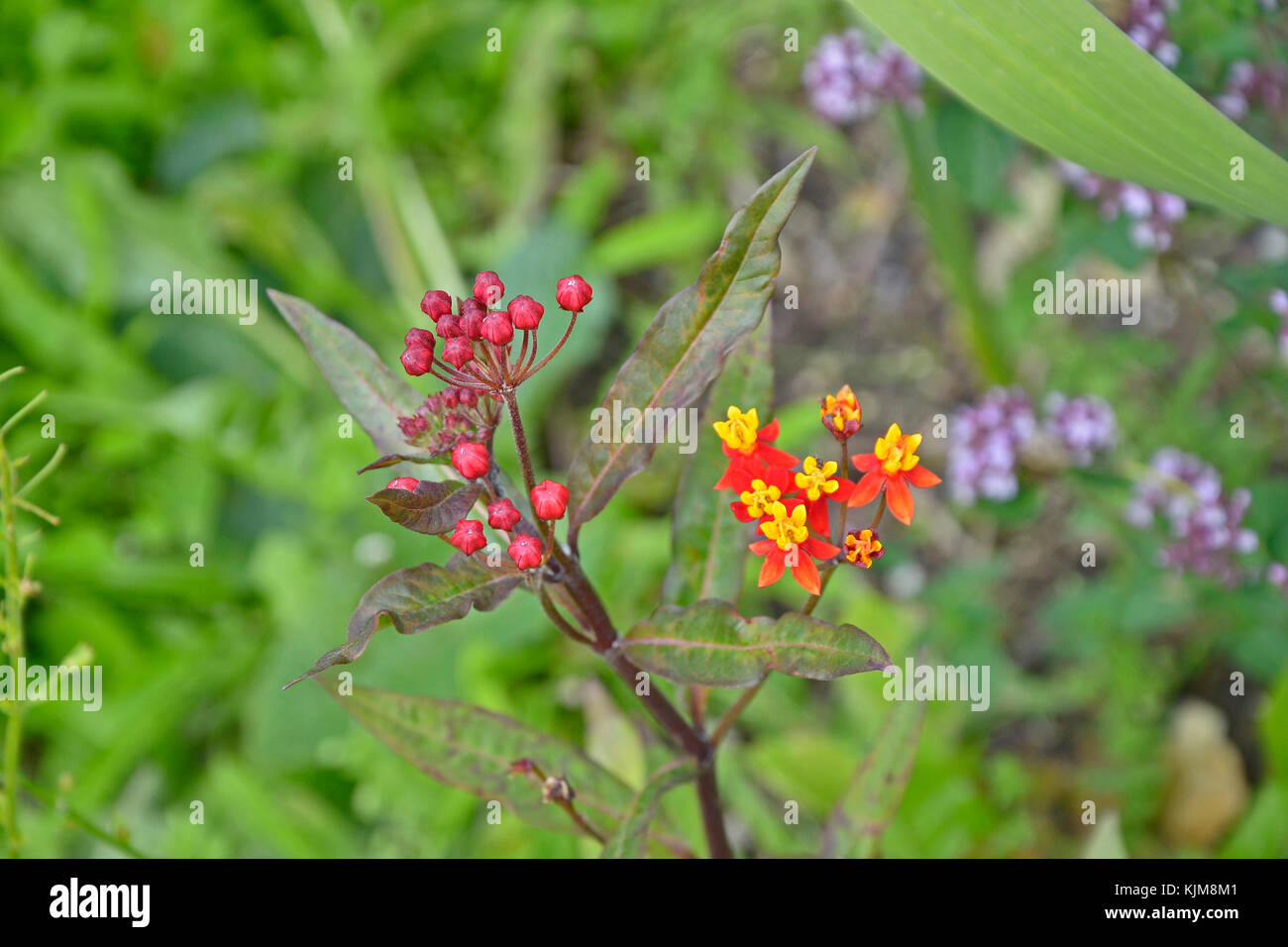 Eine Nahaufnahme von asclepias seidig tief rot in einem Garten Grenze Stockfoto