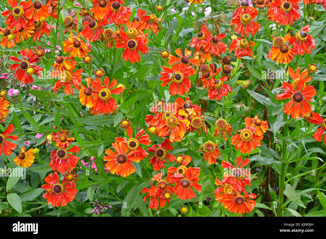 Nahaufnahme der einen Garten Blume Grenze mit bunten Helenium 'Moerheim Beauty' Stockfoto