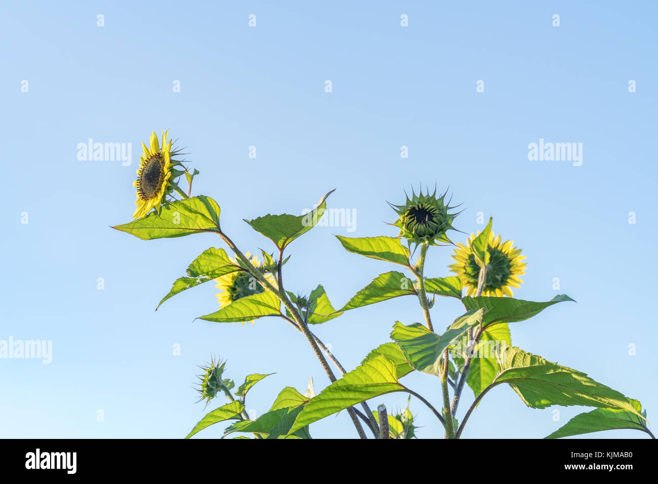 Fragile Sonnenblumen bei Sonnenaufgang Stockfoto