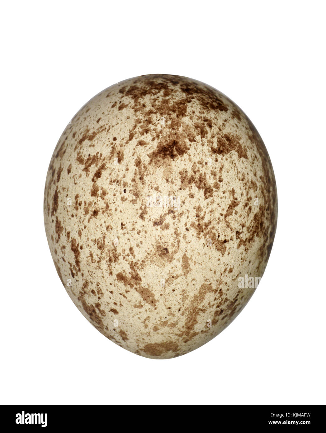 Vogeladler goldener aquila Fotos und Bildmaterial in hoher Auflösung