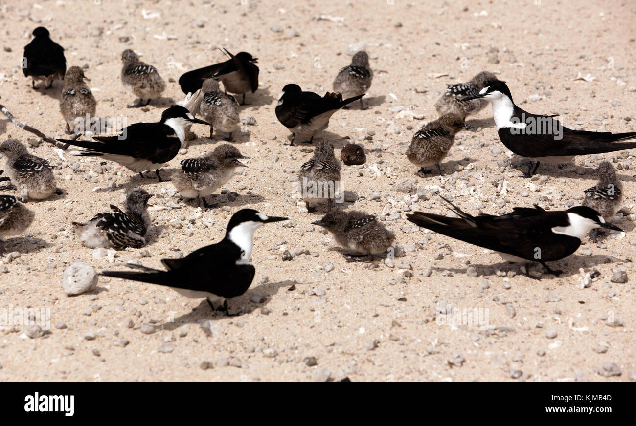 Eine Gruppe von Rußigen drehen, Küken und erwachsene Vögel auf Michaelmas Cay, Queensland, Australien Stockfoto