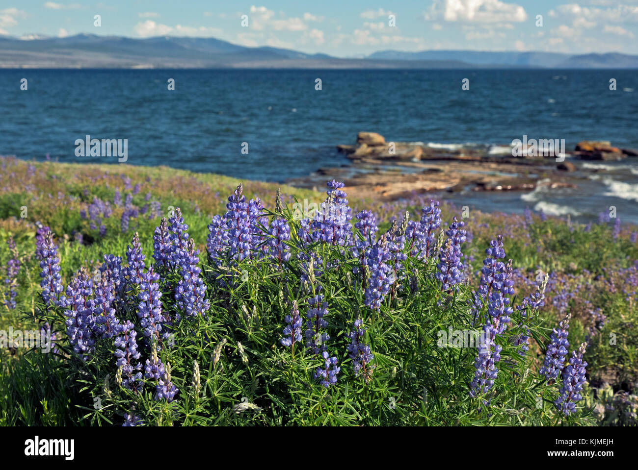 Wy 02655-00 ... Wyoming - Lupin blühen an den Ufern des Yellowstone Lake aus dem Sturm point Trail im Yellowstone National Park. Stockfoto