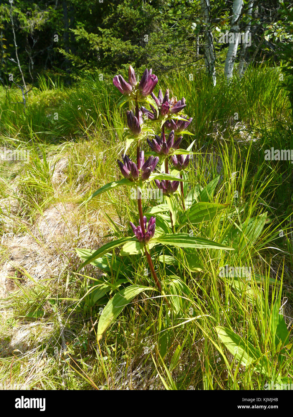 Enzian/Gentiana pannonica Stockfoto