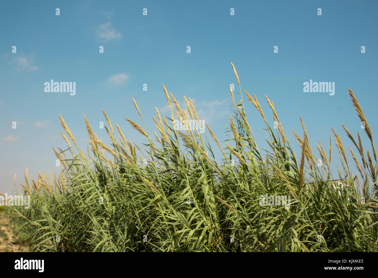 Giant Stöcke mit den blauen Himmel im Hintergrund. Carrizo Stockfoto