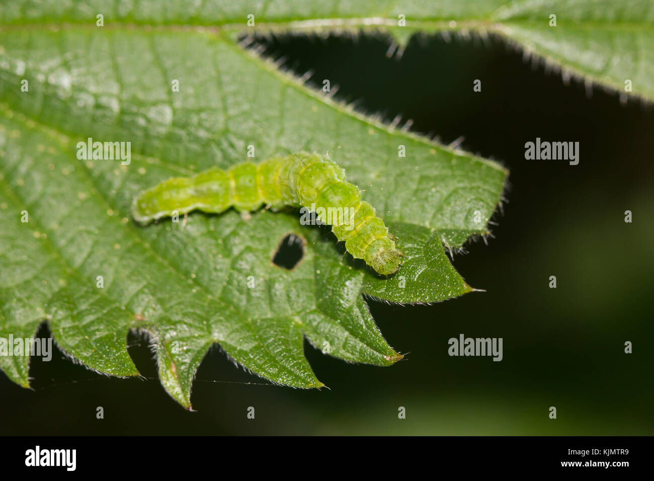 Schnauze motte Caterpillar Stockfoto