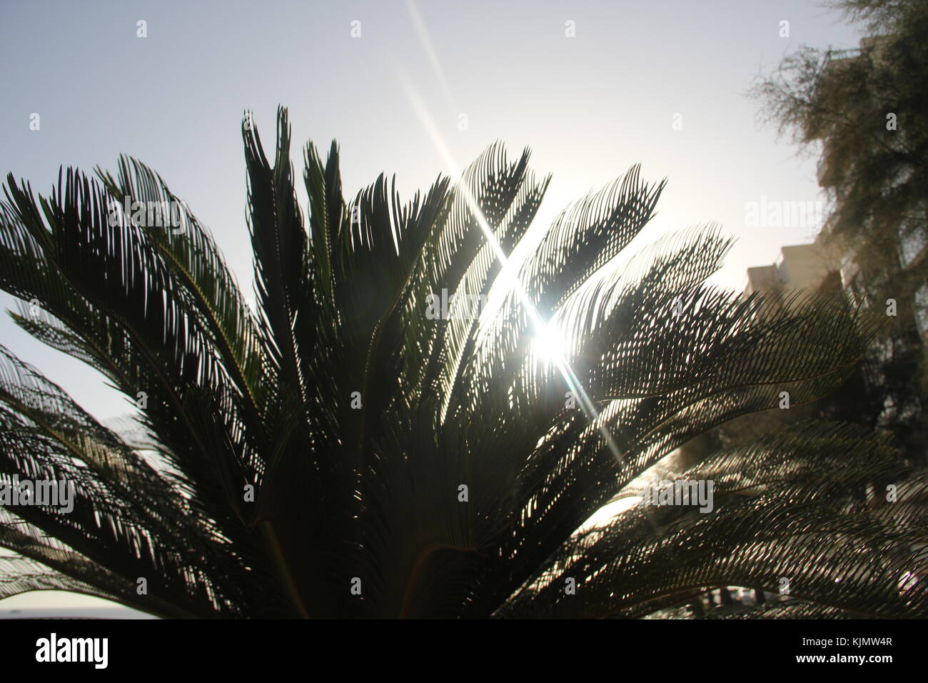 Sonnenschein hinter einer Palme Stockfoto