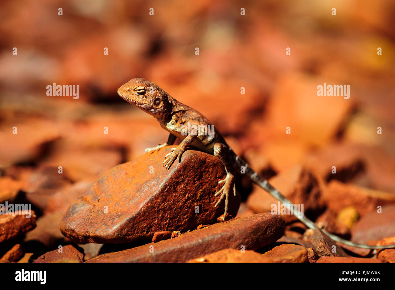 Gut getarnt Ring-tailed Drachen. Stockfoto