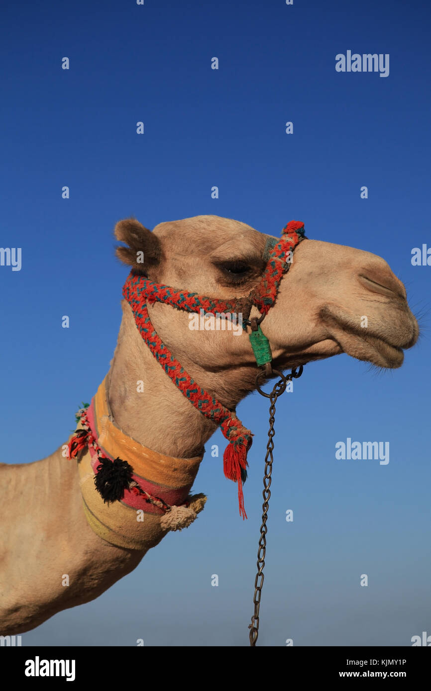 Kamelreiten in Ägypten Stockfoto