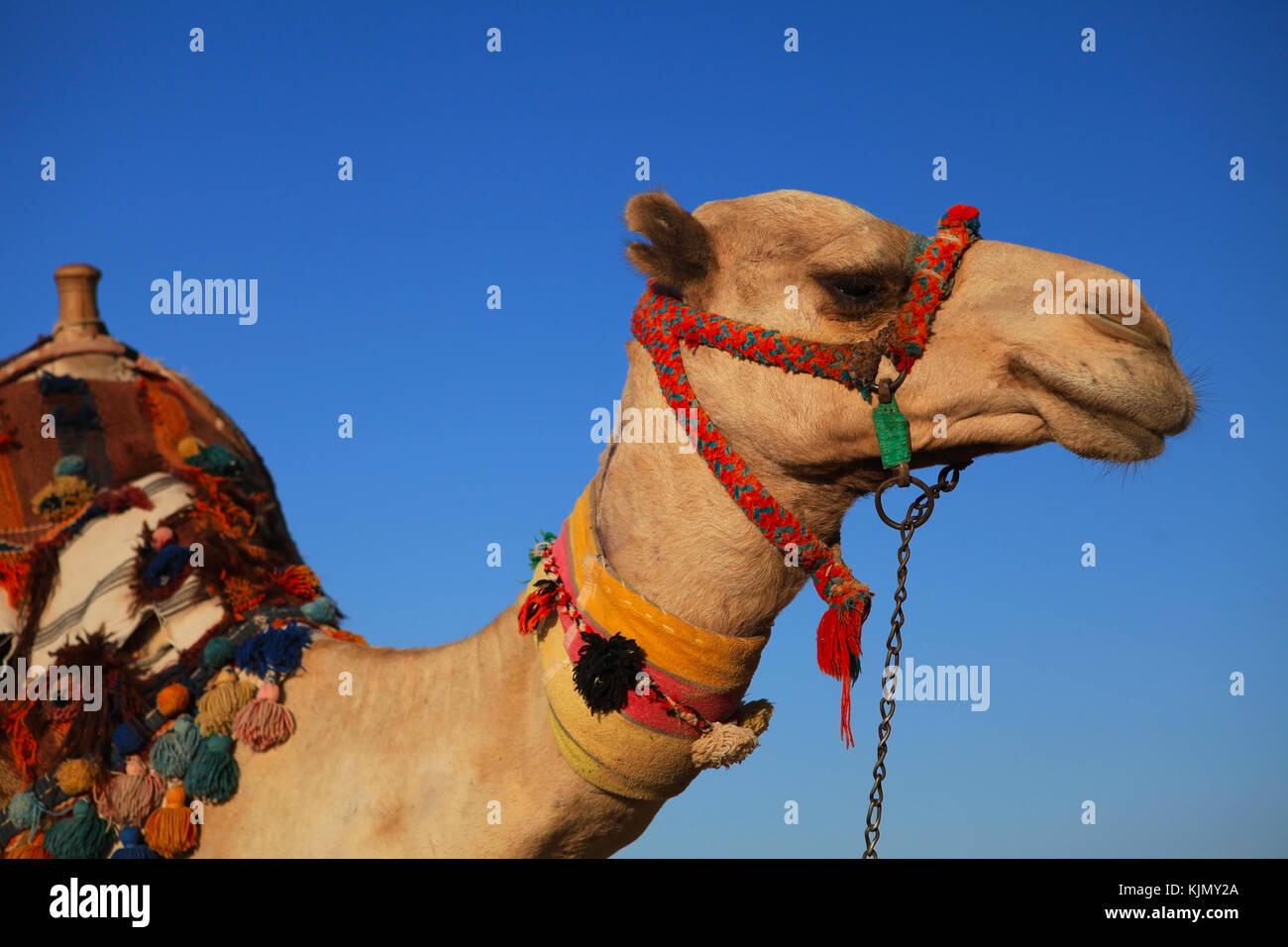 Kamelreiten in Ägypten Stockfoto