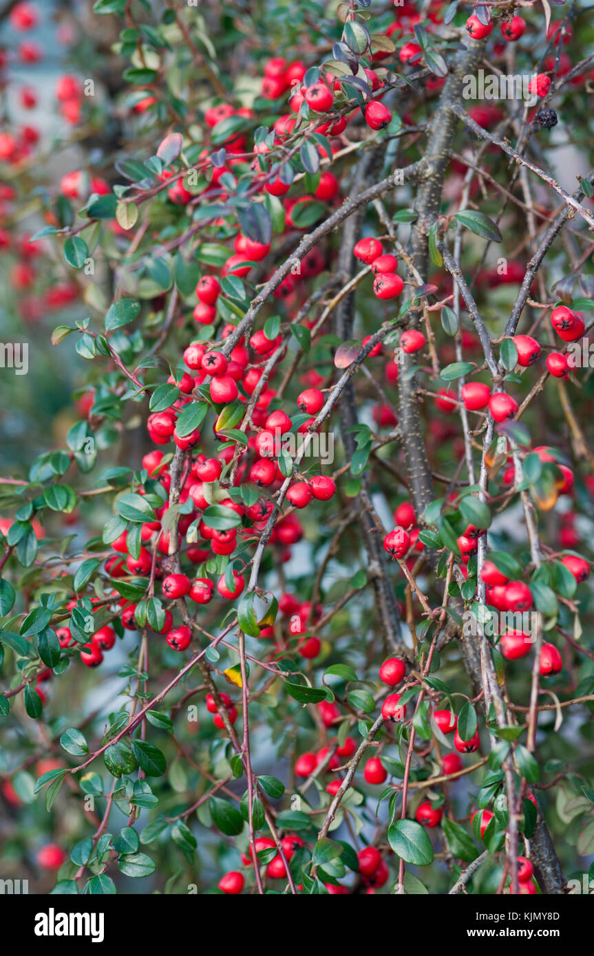 COTONEASTER X SUECICUS CORAL BEAUTY Stockfoto