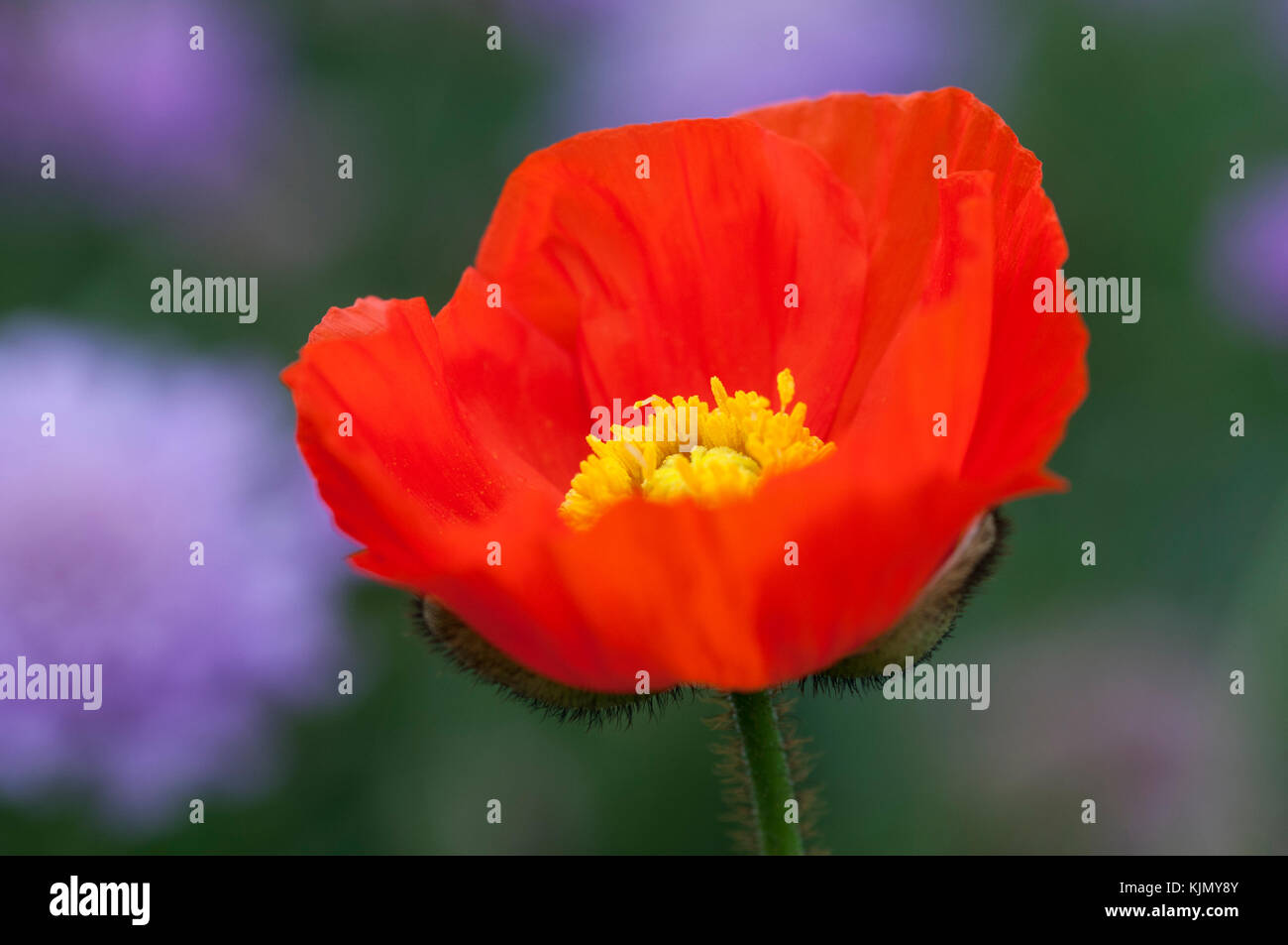 PAPAVER NUDICAULE GARTENZWERG Stockfoto