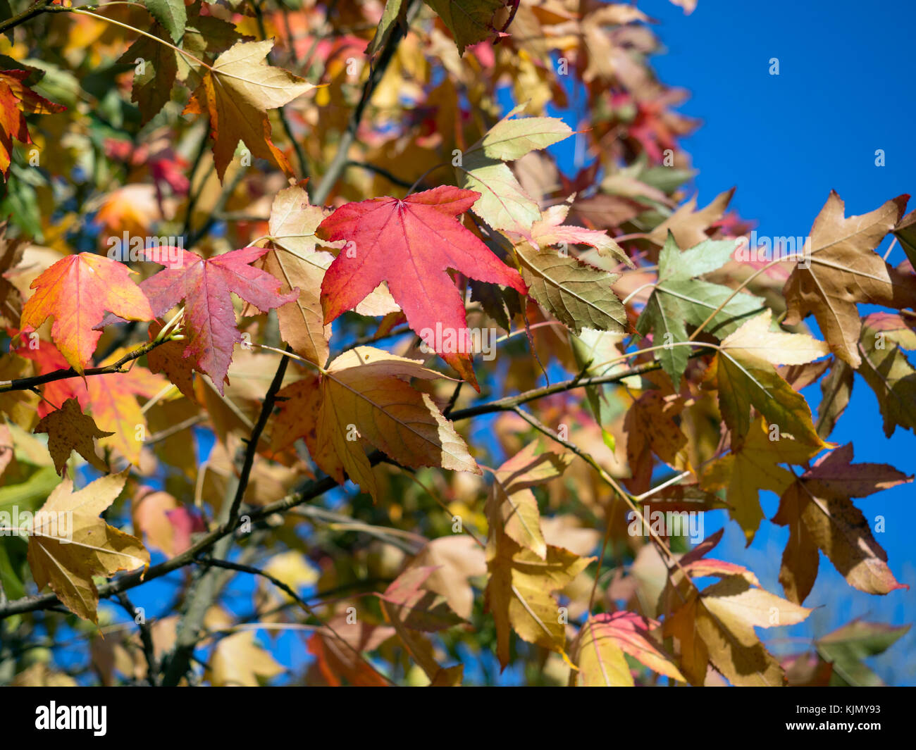 Sweet Gum Liquidamber styruciflus Blätter im Herbst bei Sherringham Norfolk Stockfoto