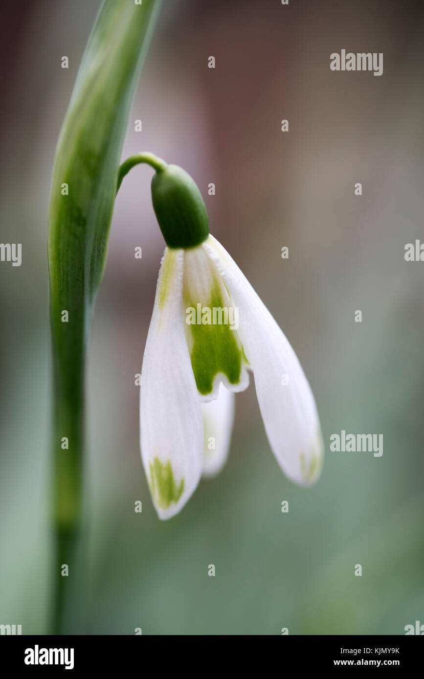 GALANTHUS MODERNE KUNST Stockfoto